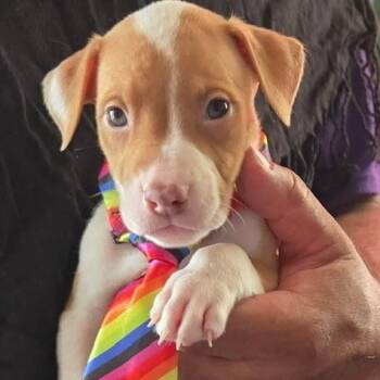 Pit Bull Terrier Dogs Available for Adoption in Rincón, Rincón - Jacob | PetCurious