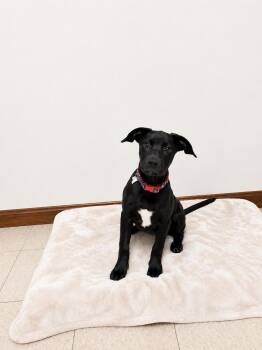 Labrador Retriever Dogs Available for Adoption in Douglas, Massachusetts - Maybell | PetCurious