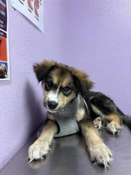 61522341 -  Australian Shepherd and Mixed Breed Dog for Adoption in El Paso, Texas - 61522341 | PetCurious