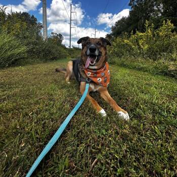 Rusty -  German Shepherd Dog Dog for Adoption in Wilmington, Delaware - Rusty | PetCurious