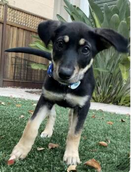 Boo -  Labrador Retriever and Border Collie Dog for Adoption in Larkfield-wikiup, California - Boo | PetCurious
