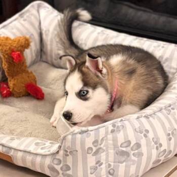 Kiya -  Husky Dog for Adoption in Corpus Christi, Texas - Kiya | PetCurious