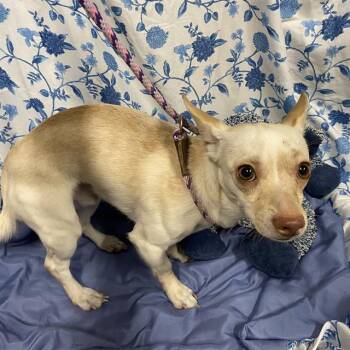 A612149 -  Chihuahua and Mixed Breed Dog for Adoption in Modesto, California - A612149 | PetCurious