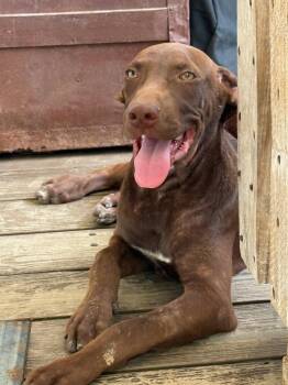 Fudge -  Labrador Retriever Dog for Adoption in Livingston, Texas - Fudge | PetCurious