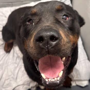 Fluffy -  Mixed Breed Dog for Adoption in Allentown, Pennsylvania - Fluffy | PetCurious