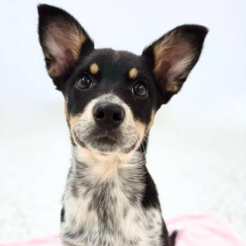 Sahara -  Cattle Dog Dog for Adoption in Scottsdale, Arizona - Sahara | PetCurious
