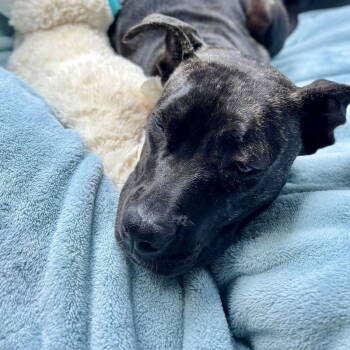 Rescue American Staffordshire Terrier Dogs for Adoption in San Juan Capistrano, California - Blossom | PetCurious