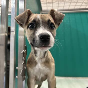 Rescue American Staffordshire Terrier Dogs for Adoption in San Antonio, Texas - Neptune | PetCurious