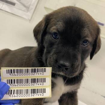 Lucy Chen -  Mixed Breed Dog for Adoption in Charleston, West Virginia - Lucy Chen | PetCurious