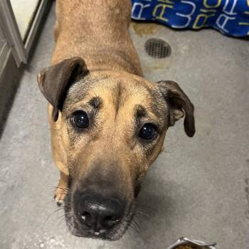 Rescue Black Mouth Cur and Mixed Breed Dogs for Adoption - LIZZY | PetCurious