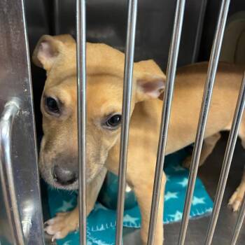 Lisa Frank -  Pit Bull Terrier and Mixed Breed Dog for Adoption in Northbrook, Illinois - Lisa Frank | PetCurious