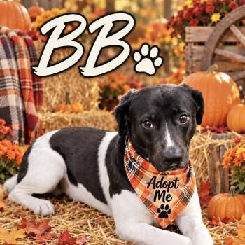 BB -  Terrier and Border Collie Dog for Adoption in Paramus, New Jersey - BB | PetCurious