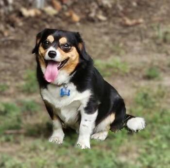 Lolo 3963 -  Mixed Breed Dog for Adoption in Traverse City, Michigan - Lolo 3963 | PetCurious