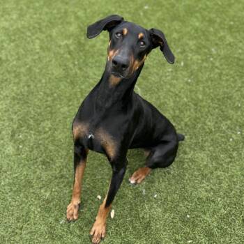 Ruby 5866 -  Doberman Pinscher Dog for Adoption in Loxahatchee Groves, Florida - Ruby 5866 | PetCurious