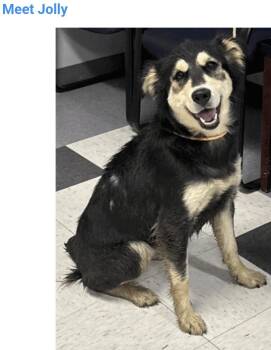 Jolly -  Australian Shepherd Dog for Adoption in Salt Lake City, Utah - Jolly | PetCurious