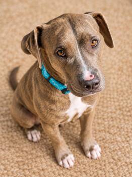 Cici -  American Staffordshire Terrier and Mixed Breed Dog for Adoption in Houston, Texas - Cici | PetCurious