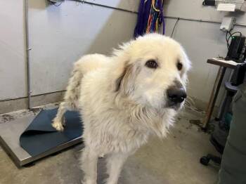 CASPER -  Great Pyrenees Dog for Adoption in Camarillo, California - CASPER | PetCurious