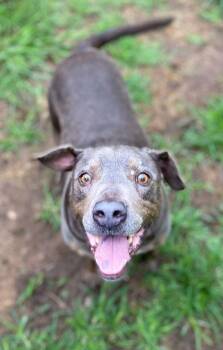 Rescue Pit Bull Terrier Dogs for Adoption in Denison, Texas - Montana | PetCurious