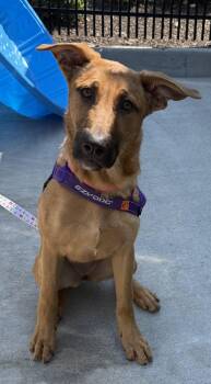 Bailey -  German Shepherd Dog and Belgian Shepherd Malinois Dog for Adoption in Milford, Connecticut - Bailey | PetCurious