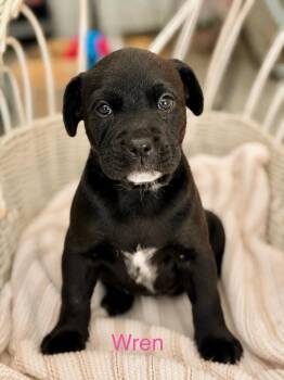 Wren -  American Staffordshire Terrier and American Bulldog Dog for Adoption in Trenton, New Jersey - Wren | PetCurious