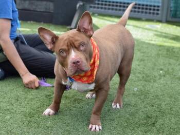 Valentino -  Mixed Breed Dog for Adoption - Valentino | PetCurious