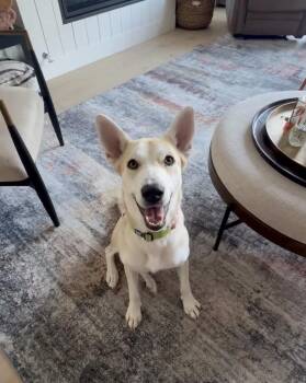 Cayenne -  Shepherd Dog for Adoption in Denver, Colorado - Cayenne | PetCurious