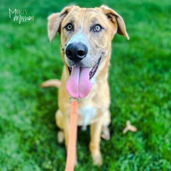 Rescue Shepherd Dogs for Adoption in Spokane, Washington - Copper | PetCurious
