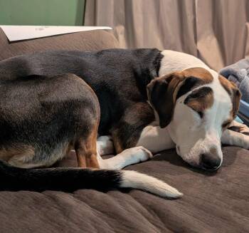 Hound Dogs Available for Adoption in Midland, Michigan - Mella Courtesy Listed | PetCurious
