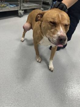 Rescue Pit Bull Terrier and Mixed Breed Dogs for Adoption in Fort Worth, Texas - Lucy | PetCurious