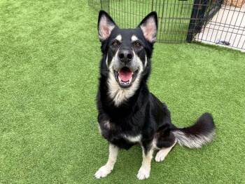 Rescue German Shepherd Dog and Mixed Breed Dogs for Adoption in Tustin, California - TOPHER | PetCurious