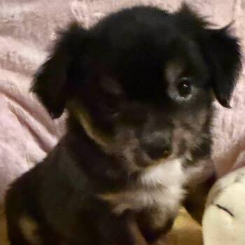 Papaya -  Chihuahua and Dachshund Dog for Adoption in Normal, Illinois - Papaya | PetCurious