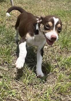 Chihuahua and Beagle Dogs Available for Adoption - Chandler | PetCurious