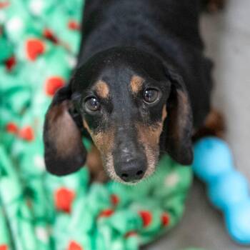 Dax (AP26-02) -  Dachshund Dog for Adoption in Peyton, Colorado - Dax (AP26-02) | PetCurious