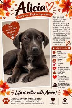 ALICIA -  Cattle Dog Dog for Adoption in Holbrook, New York - ALICIA | PetCurious