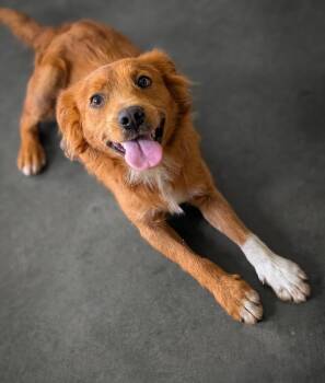 Golden Retriever Dogs Available for Adoption in Blytheville, Arkansas - Cozy | PetCurious