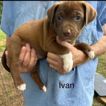 Ivan (I Litter) -  Mixed Breed Dog for Adoption - Ivan (I Litter) | PetCurious