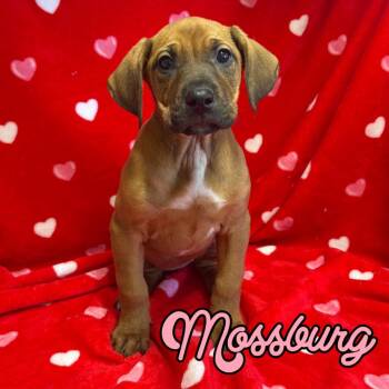 Black And Tan Coonhound and Mixed Breed Dogs Available for Adoption - Mossburg | PetCurious