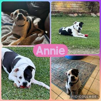 Pit Bull Terrier Dogs Available for Adoption in Ringwood, New Jersey - Annie | PetCurious