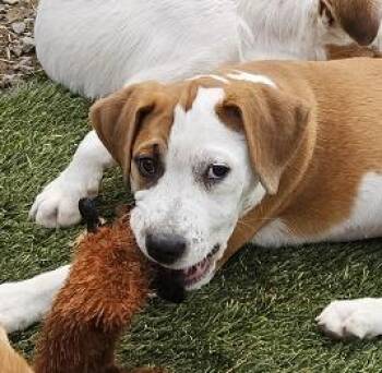American Bulldog and Hound Dogs Available for Adoption - Frankie Farkle | PetCurious