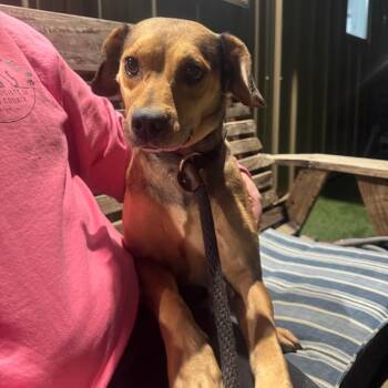 Mixed Breed Dogs Available for Adoption in Pekin, Illinois - Sweetums | PetCurious