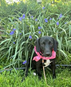 Dusti -  Black Labrador Retriever and Labrador Retriever Dog for Adoption - Dusti | PetCurious