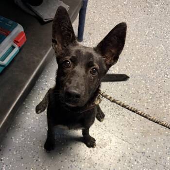 TUSC-Stray-84856 -  Shepherd and Mixed Breed Dog for Adoption in Tuscaloosa, Alabama - TUSC-Stray-84856 | PetCurious