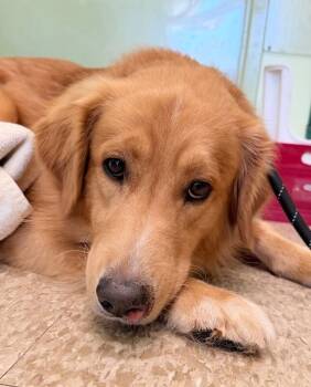 Beuferd -  Golden Retriever Dog for Adoption in Warren, Pennsylvania - Beuferd | PetCurious