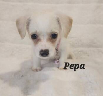 Rescue Chihuahua Dogs for Adoption in Orland Hills, Illinois - Pepa | PetCurious