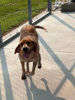 Carrie -  English Coonhound Dog for Adoption in Burgaw, North Carolina - Carrie | PetCurious