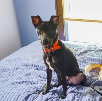 Rescue Border Collie Dogs for Adoption in Minneapolis, Minnesota - Petey | PetCurious