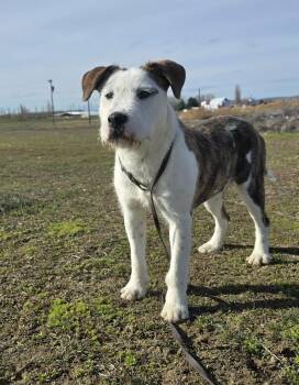 Terrier Dogs Available for Adoption - Truffula | PetCurious