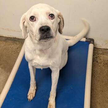 Sadie -  Boxer and Yellow Labrador Retriever Dog for Adoption in Blue Earth, Minnesota - Sadie | PetCurious