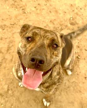 NOVA -  Dutch Shepherd and Pit Bull Terrier Dog for Adoption in Joshua Tree, California - NOVA | PetCurious