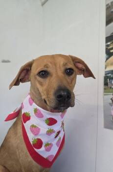 Cindy Lou Who -  Mixed Breed Dog for Adoption in Wayne, New Jersey - Cindy Lou Who | PetCurious